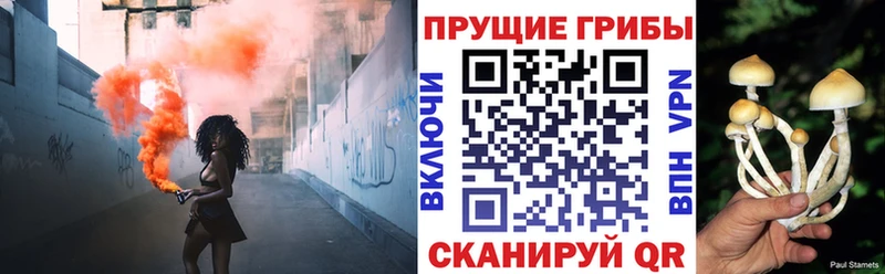 Купить где  Куса  Псилоцибиновые грибы MAGIC MUSHROOMS 